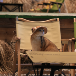 SMILE TIME 萌系寵物帽（消費滿HK$600贈送一個）